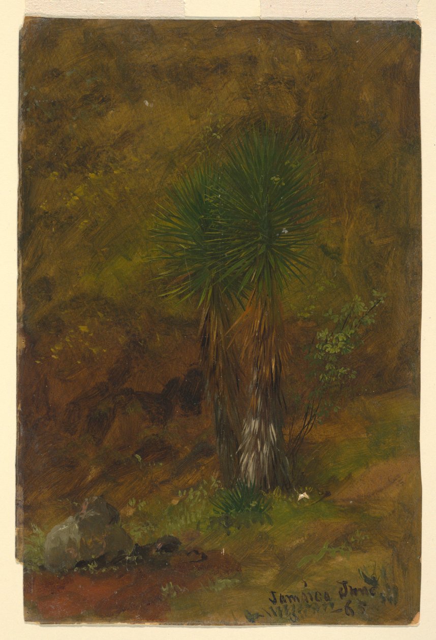 绘画，棕榈树，1865 年 7 月 作者 弗雷德里克·埃德温·丘奇