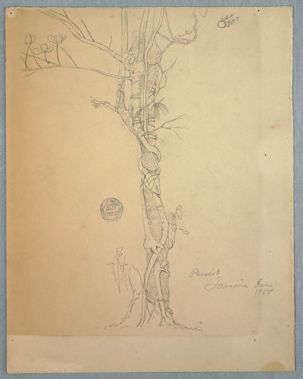 绘画，树干周围的寄生虫伤口，牙买加，1865 年 6 月 作者 弗雷德里克·埃德温·丘奇