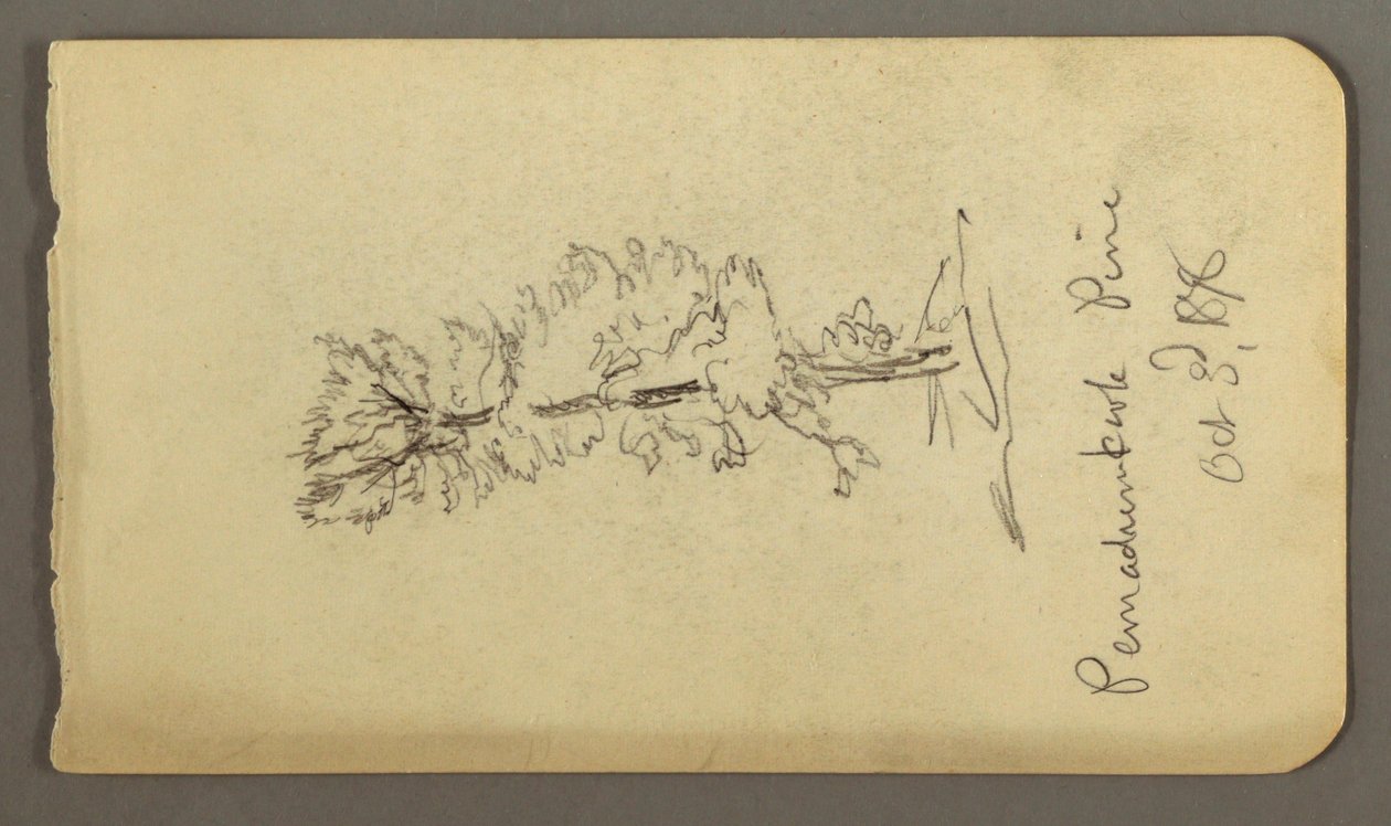 素描，松树，1878 年 作者 弗雷德里克·埃德温·丘奇