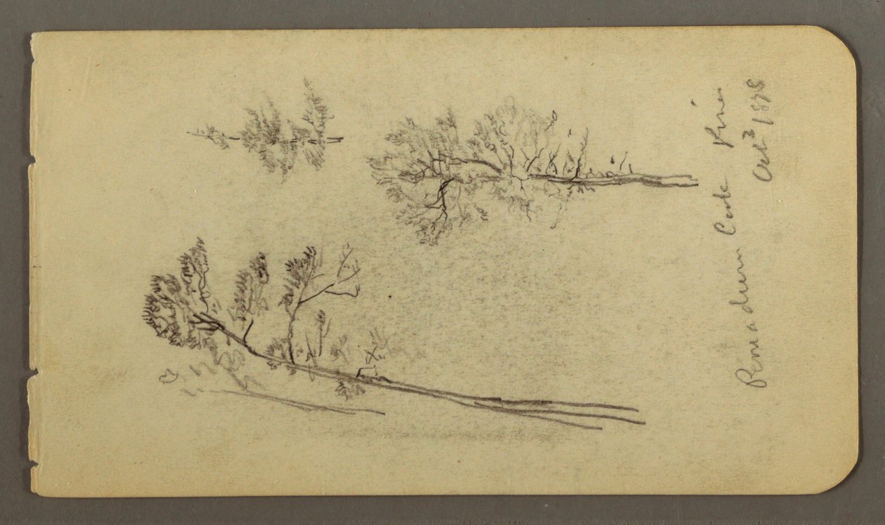 素描，松树研究，1878 年 作者 弗雷德里克·埃德温·丘奇