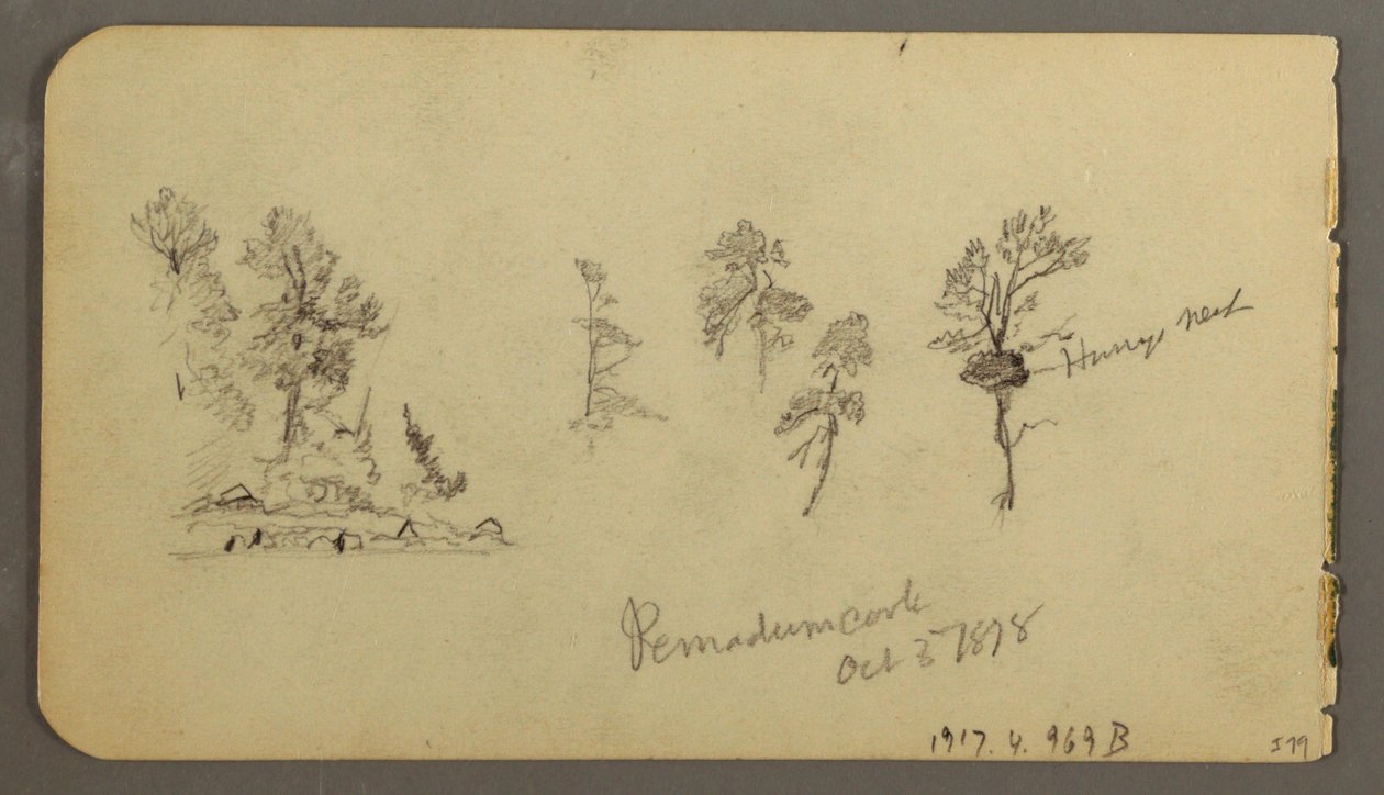 素描，松树研究，1878 年 作者 弗雷德里克·埃德温·丘奇