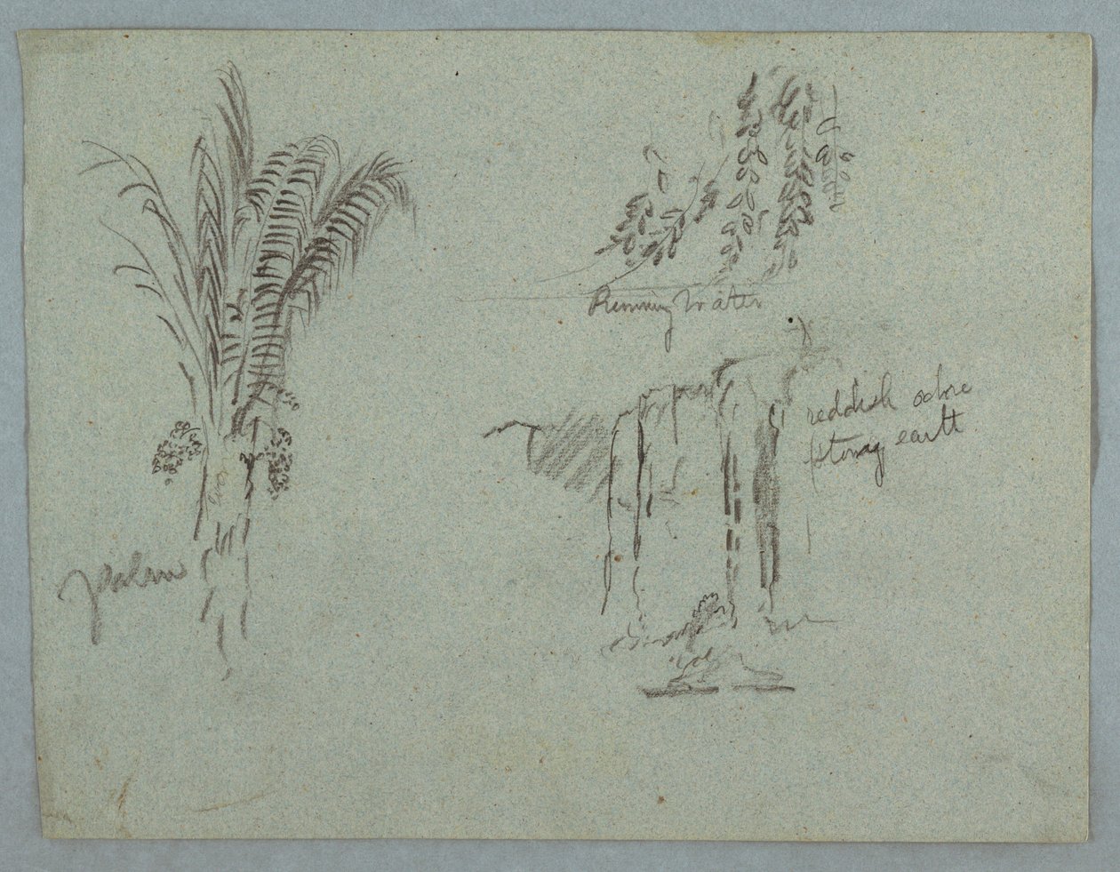 绘画，《哥伦比亚马格达莱纳河植物研究》，1853 年，可能是 5 月 作者 弗雷德里克·埃德温·丘奇
