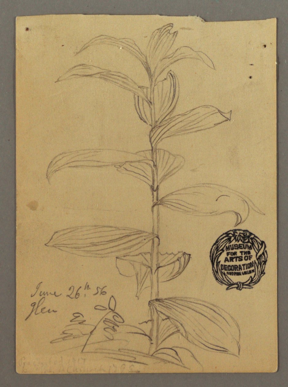 素描，植物研究，1856 年 6 月 26 日 作者 弗雷德里克·埃德温·丘奇