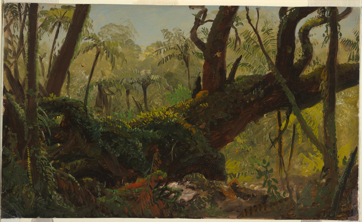 绘画，雨林，牙买加，西印度群岛，1865 年 4 月至 8 月 作者 弗雷德里克·埃德温·丘奇