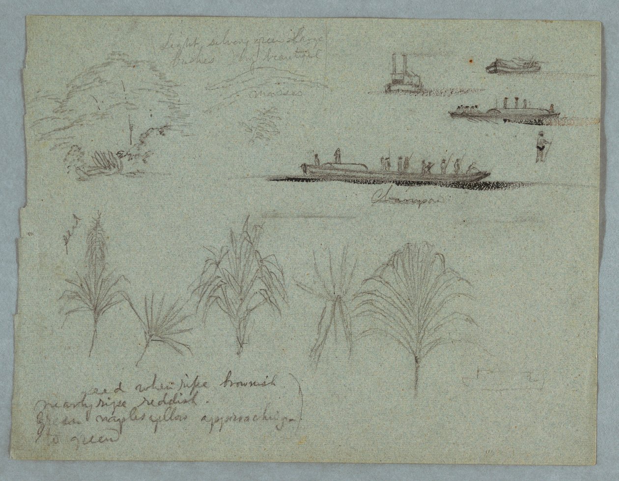 素描，《哥伦比亚马格达莱纳河素描》：  植物、蒸汽船和 Champan，1853 年，可能是 5 月 作者 弗雷德里克·埃德温·丘奇