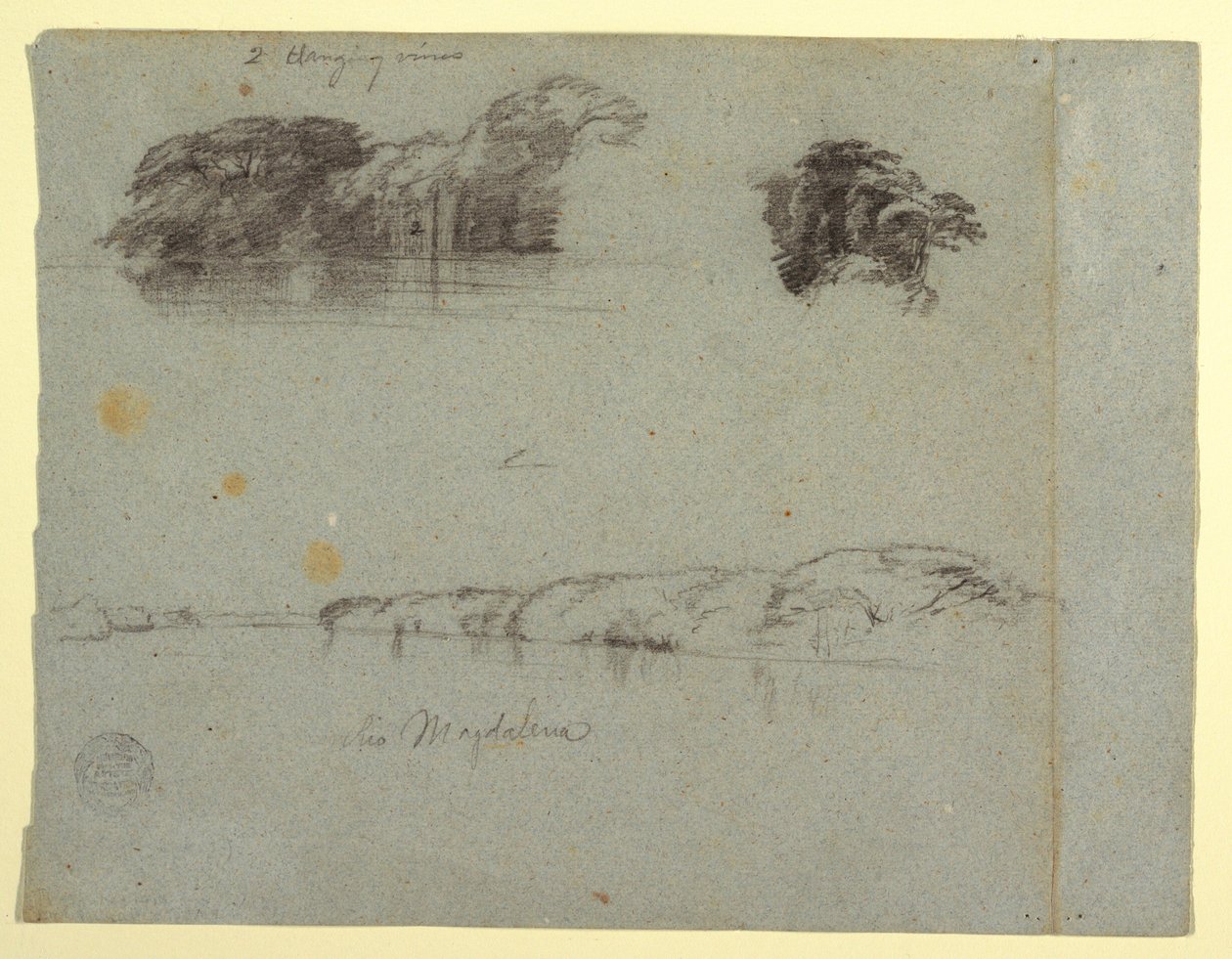 素描，《树木、藤蔓和马格达莱纳河岸素描》，哥伦比亚，1853 年，可能是 5 月 作者 弗雷德里克·埃德温·丘奇