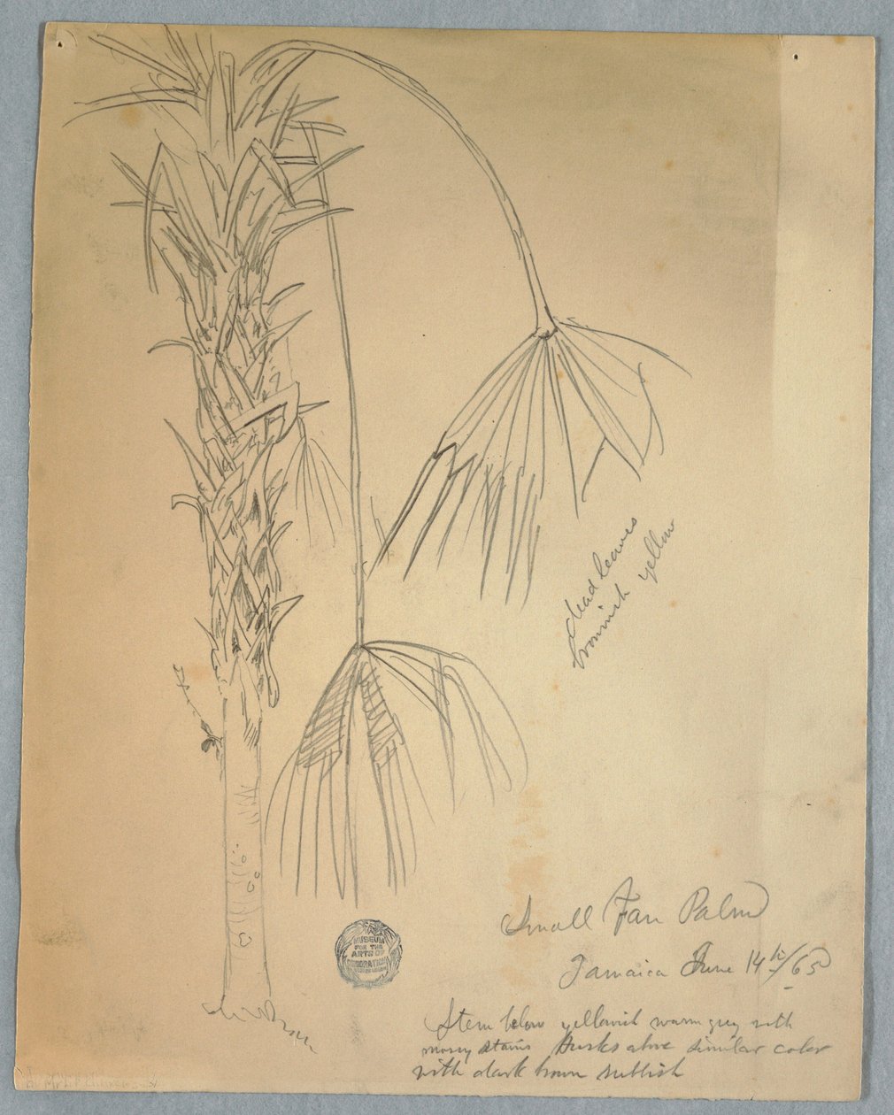 绘画，小扇棕榈，牙买加，1865 年 6 月 14 日 作者 弗雷德里克·埃德温·丘奇