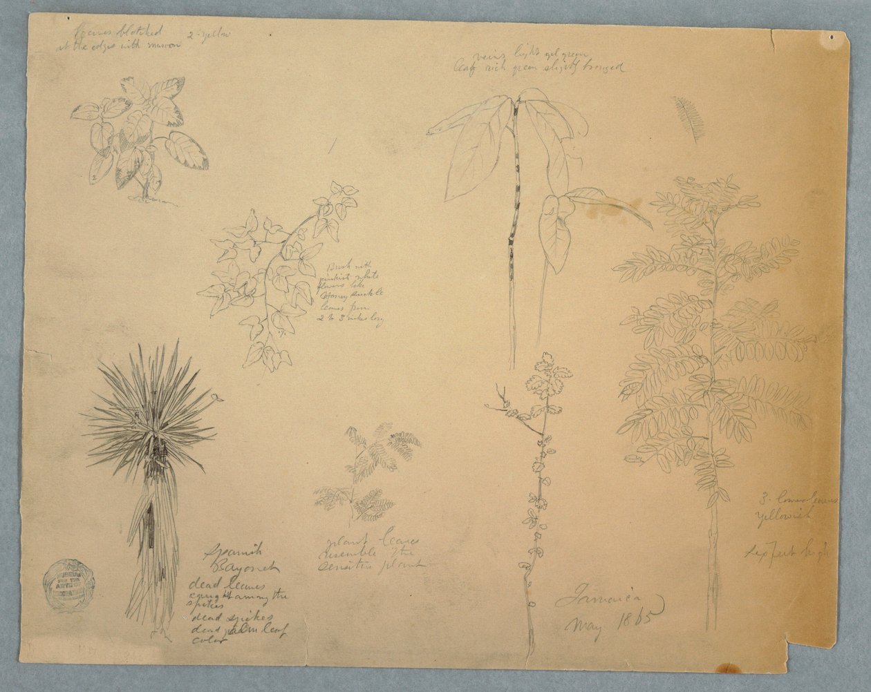 素描，西班牙刺刀与一棵树以及其他五种植物研究，牙买加，1865 年 5 月 作者 弗雷德里克·埃德温·丘奇