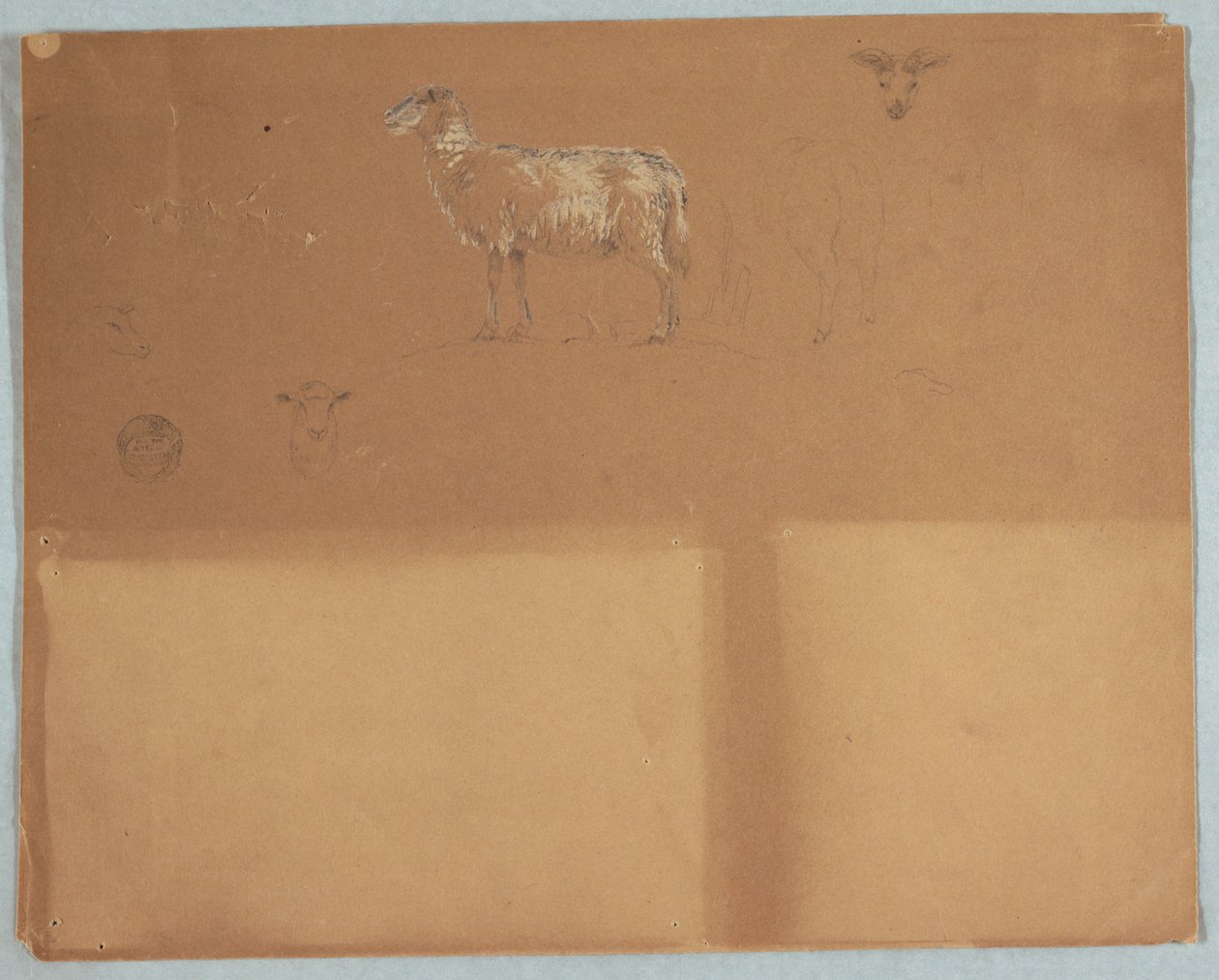 素描，绵羊研究，厄瓜多尔或哥伦比亚，1853 年 作者 弗雷德里克·埃德温·丘奇