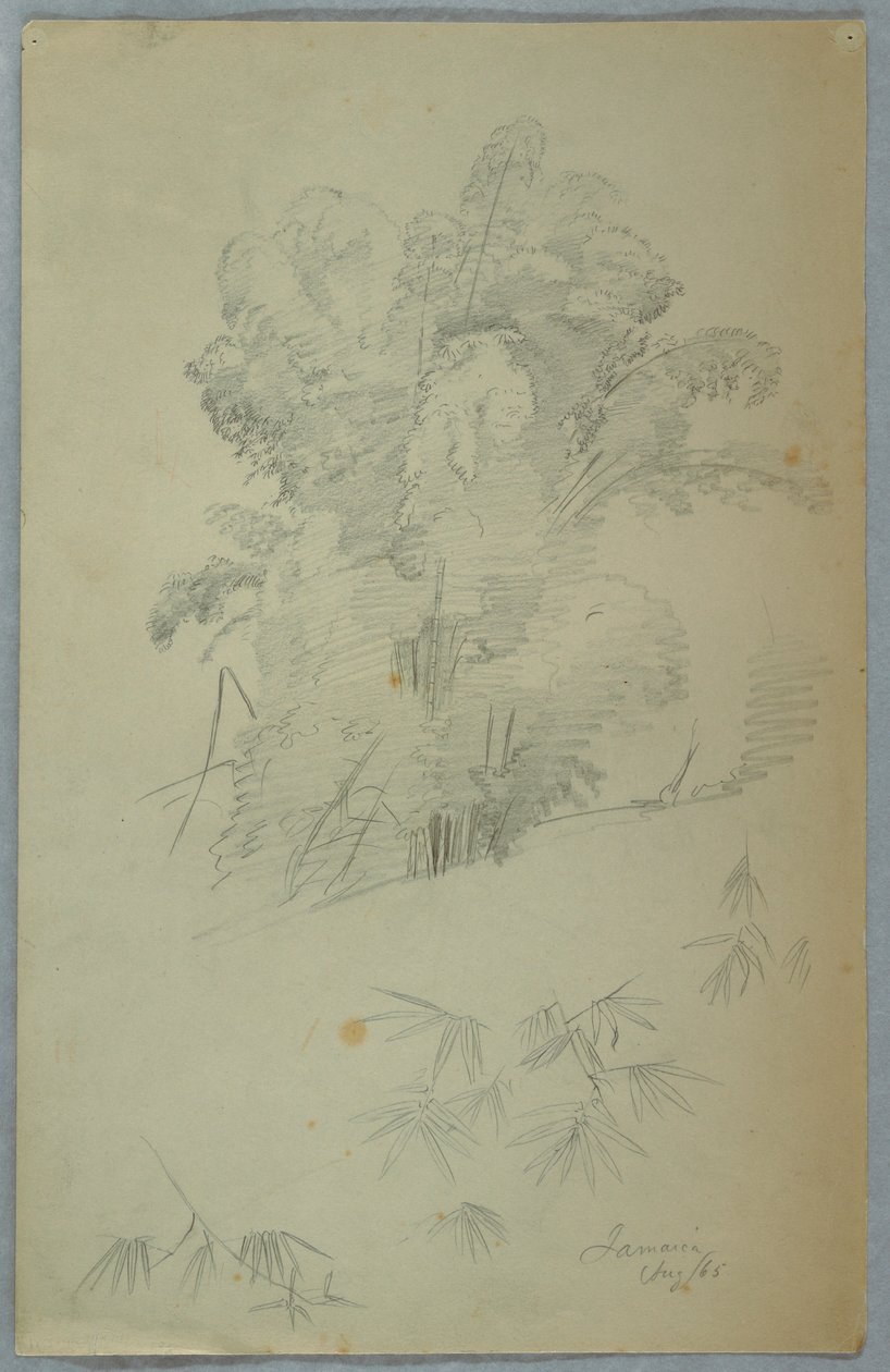 素描，《树木和枝桠研究》，牙买加，1865 年 8 月 作者 弗雷德里克·埃德温·丘奇