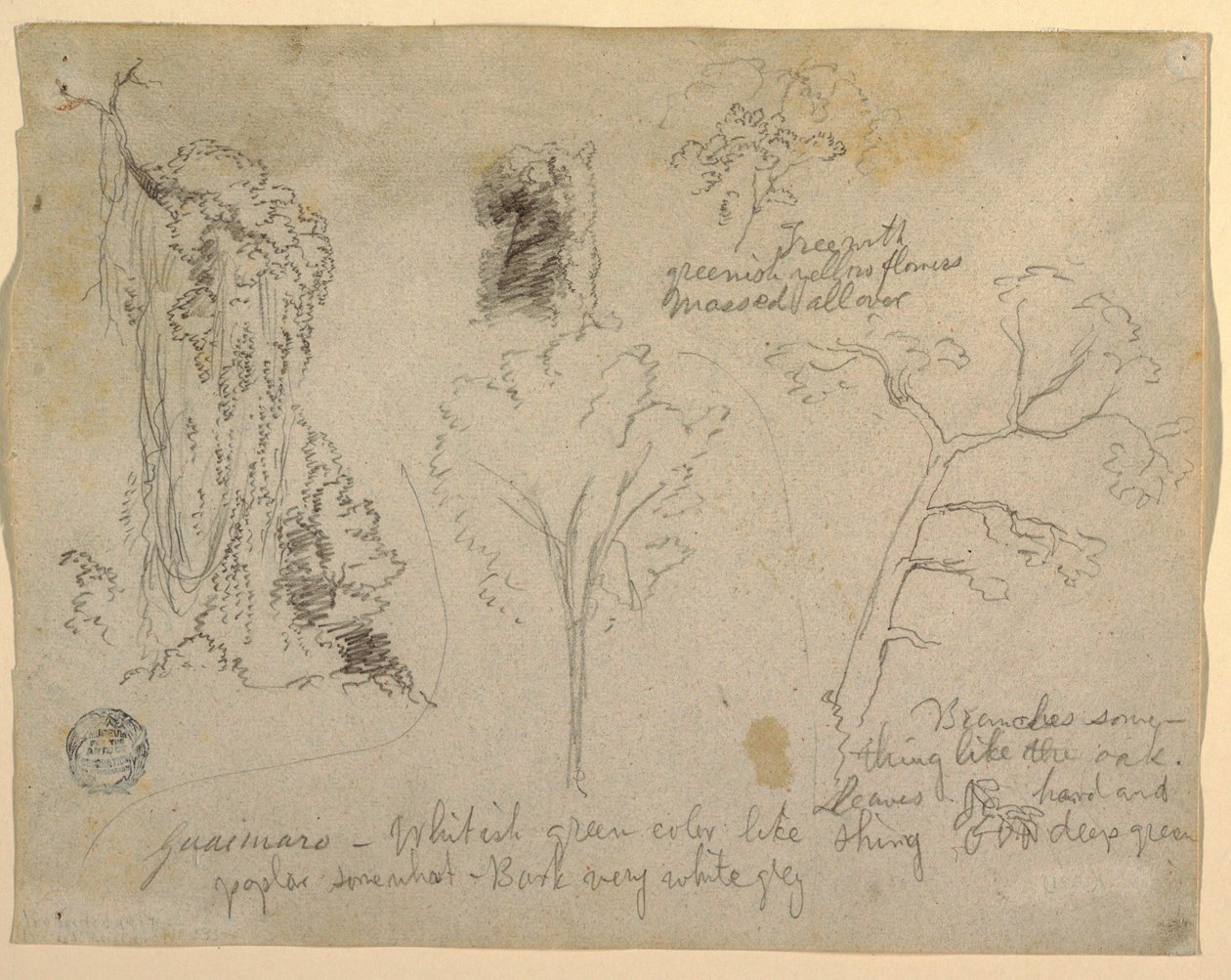 素描，《从哥伦比亚马格达莱纳河看到的树木和植物研究》，1853 年 作者 弗雷德里克·埃德温·丘奇