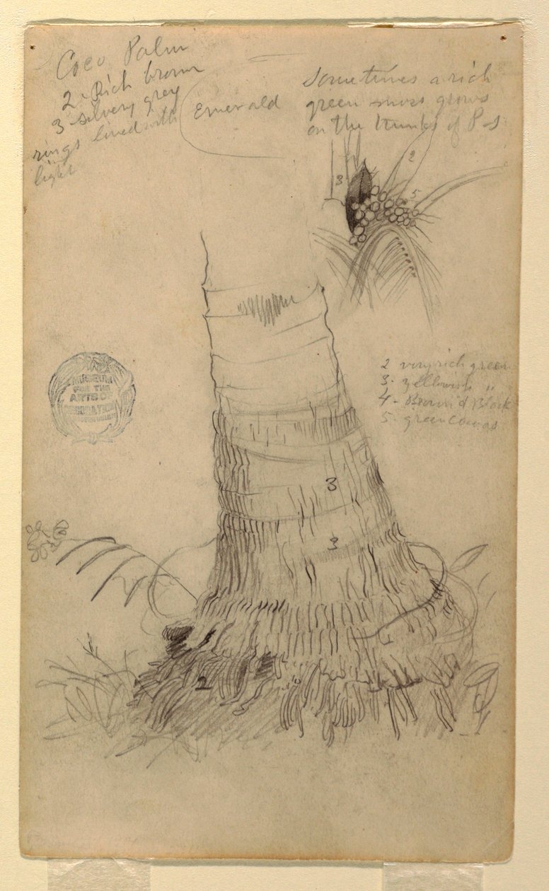 素描，可可棕榈研究，1857 年 5 月和 6 月 作者 弗雷德里克·埃德温·丘奇