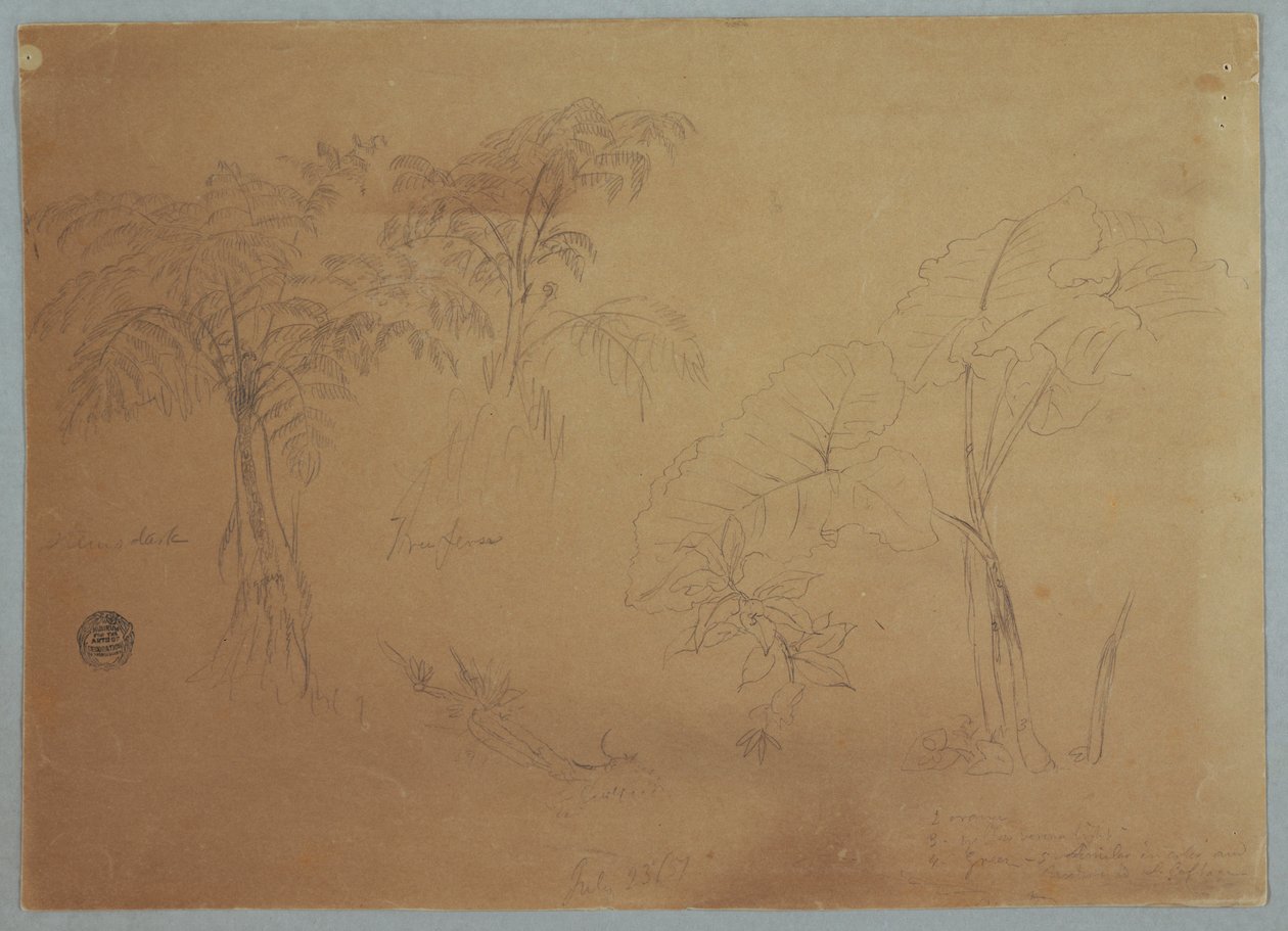 素描，《两棵树和三种植物的研究》，厄瓜多尔乔尔杰附近，1857 年 7 月 23 日 作者 弗雷德里克·埃德温·丘奇