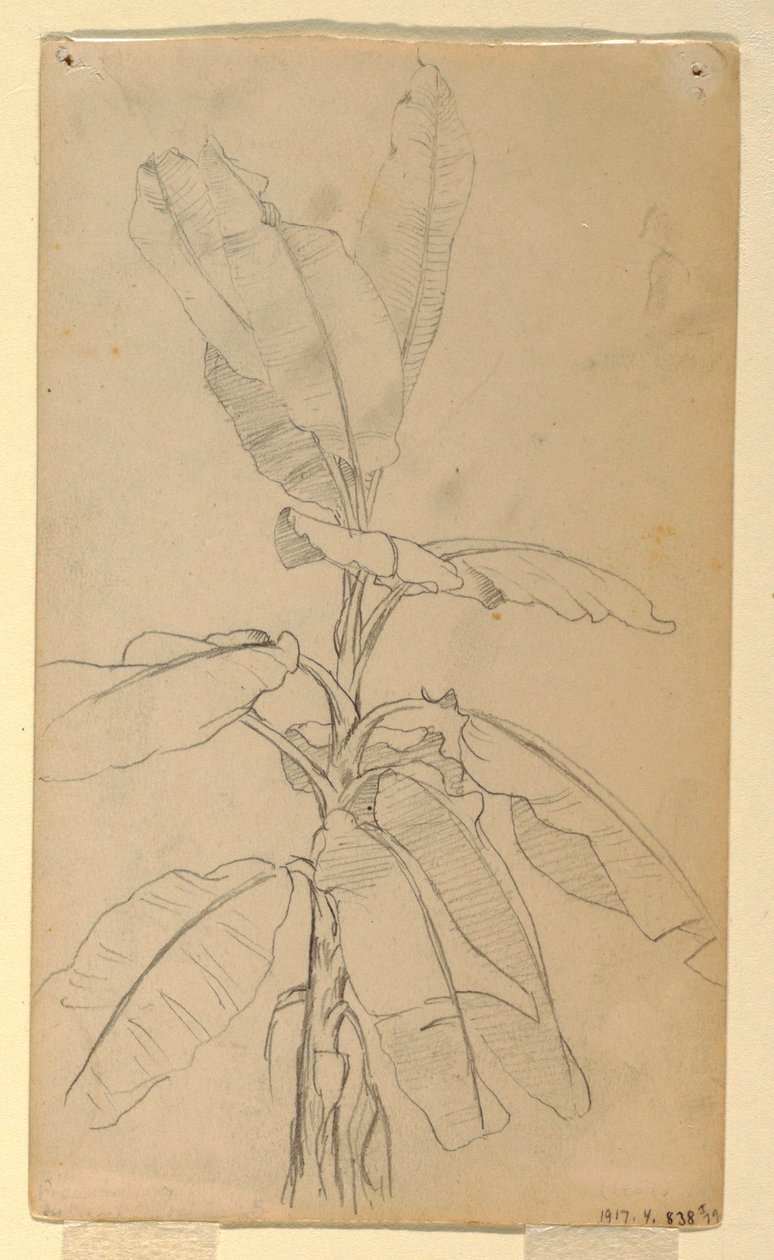 素描，长叶植物研究，1857 年 5 月和 6 月 作者 弗雷德里克·埃德温·丘奇