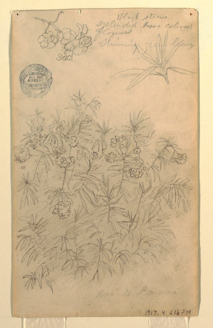 素描，《巴拿马蔷薇或夹竹桃植物研究》，1857 年 5-6 月 作者 弗雷德里克·埃德温·丘奇