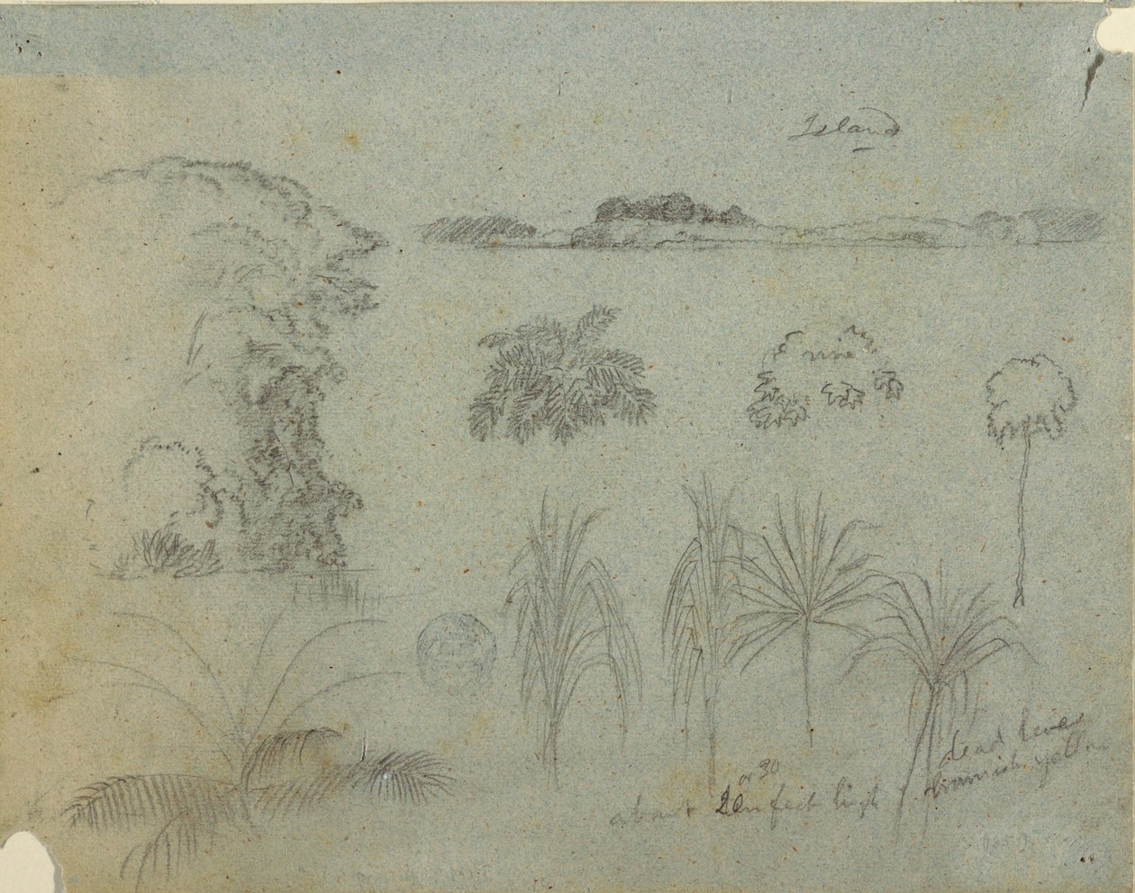 素描，带树梢、树木、五种植物图案和远处岛屿的研究，约 1852-53 年 作者 弗雷德里克·埃德温·丘奇