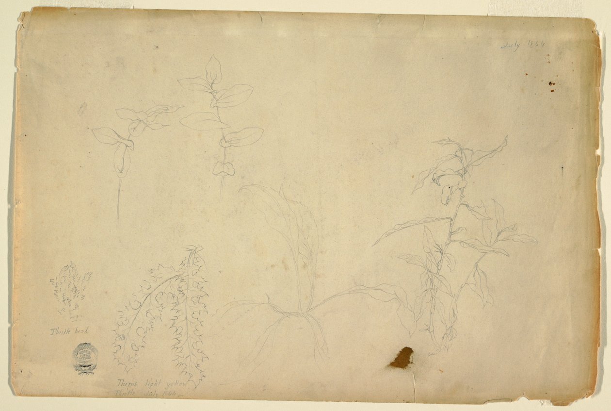 绘画，《荆棘和蒺藜》，1844 年 7 月 作者 弗雷德里克·埃德温·丘奇