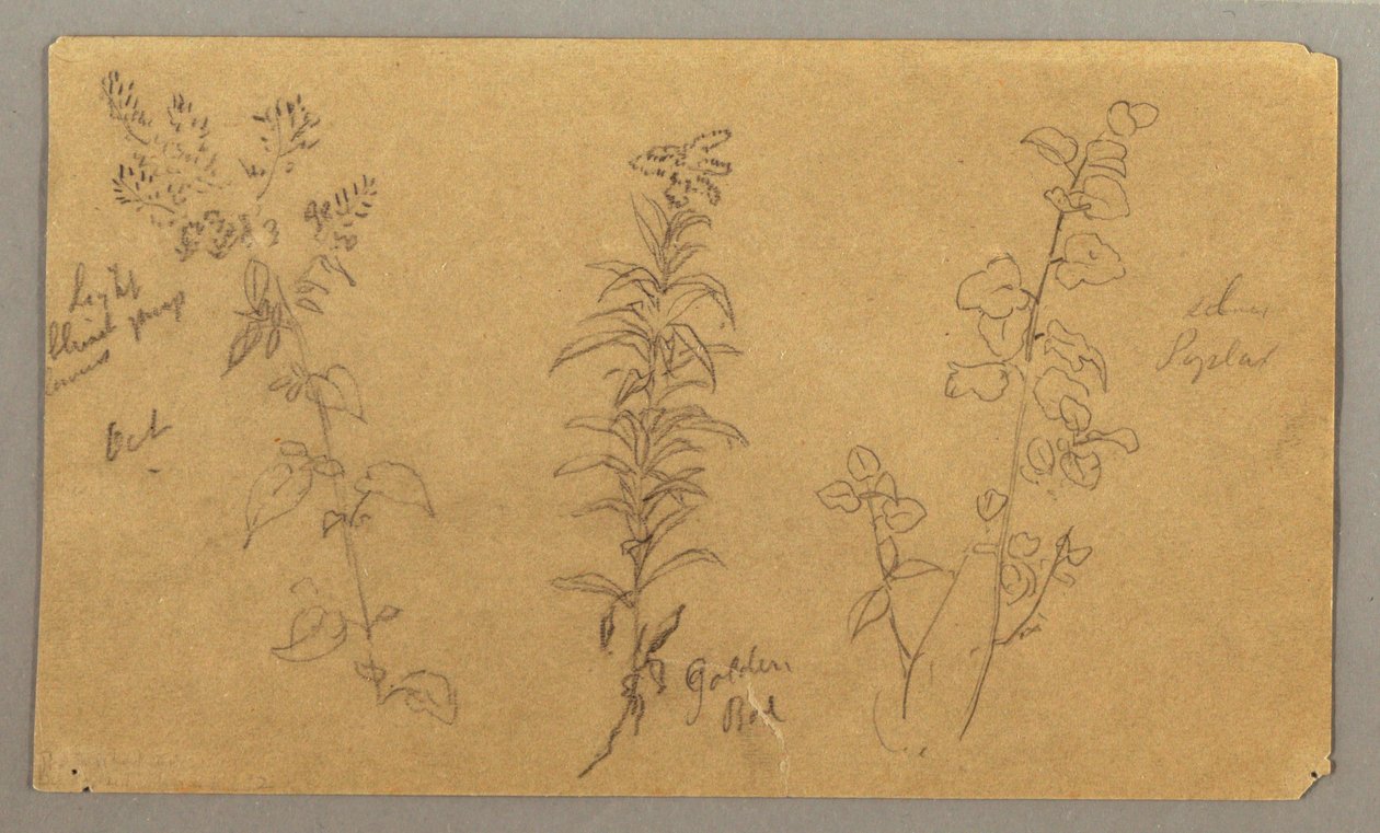 素描，三种植物研究，1865 年 10 月 作者 弗雷德里克·埃德温·丘奇