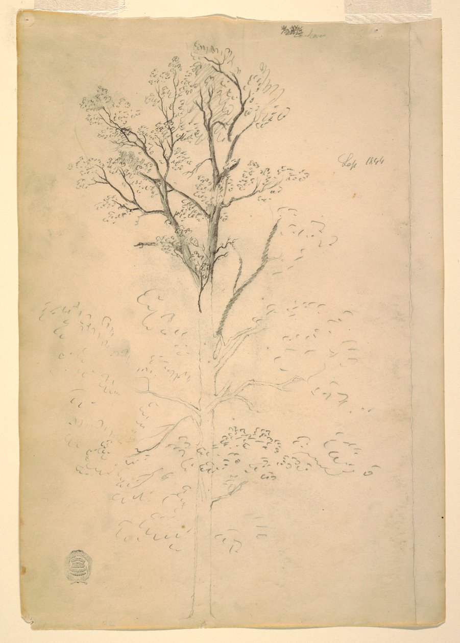 绘画，树，1844 年 9 月 作者 弗雷德里克·埃德温·丘奇