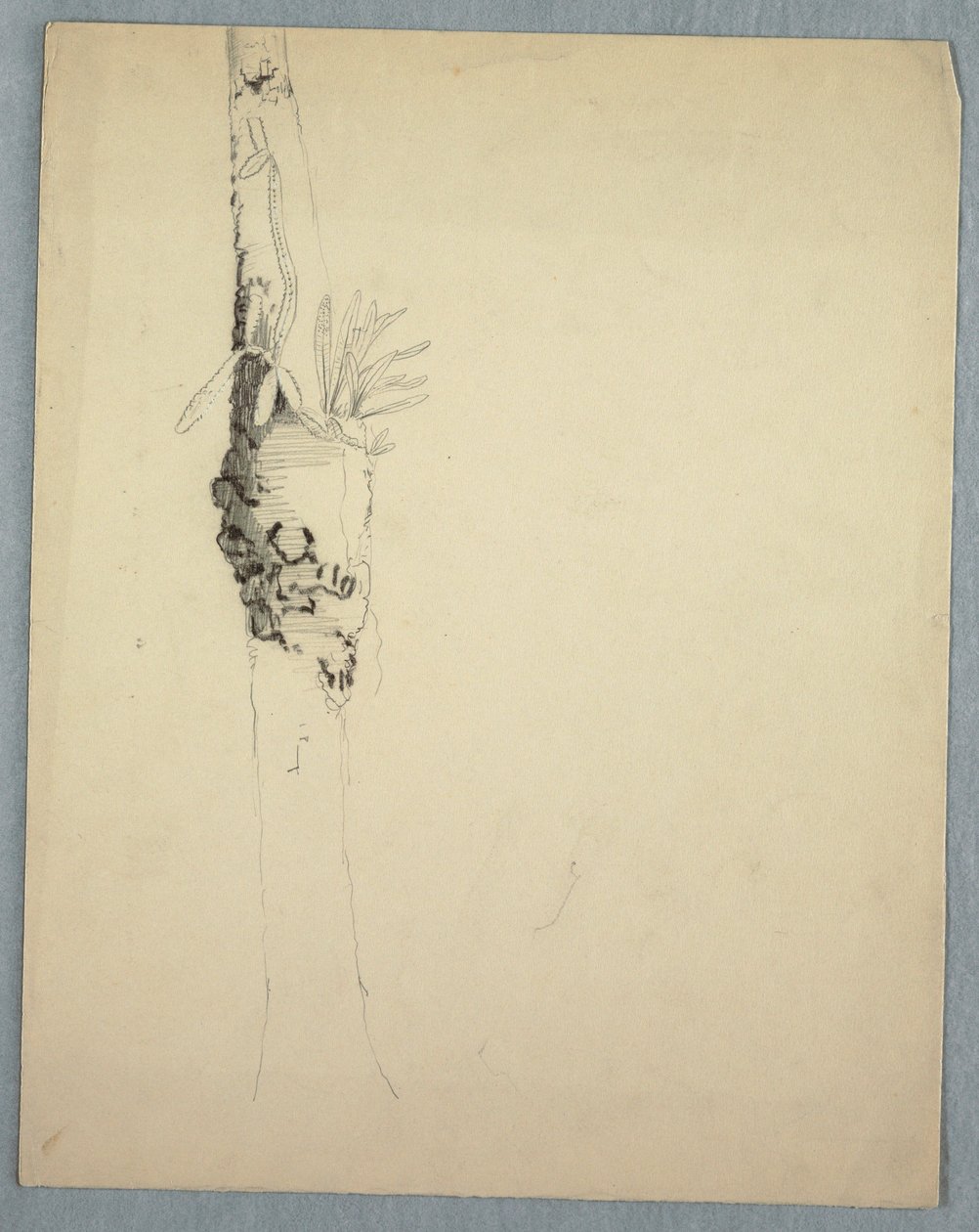 素描，带寄生植物的树干，牙买加，1865 年 5-8 月 作者 弗雷德里克·埃德温·丘奇