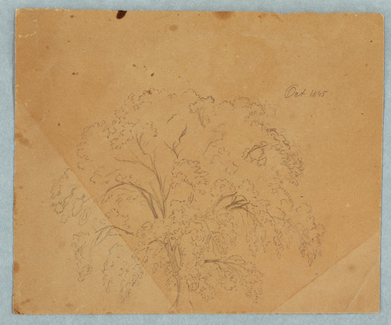 素描，树；背面：教堂景观，1636 年的两位英国妇女，一匹马的研究，1845 年 10 月 作者 弗雷德里克·埃德温·丘奇