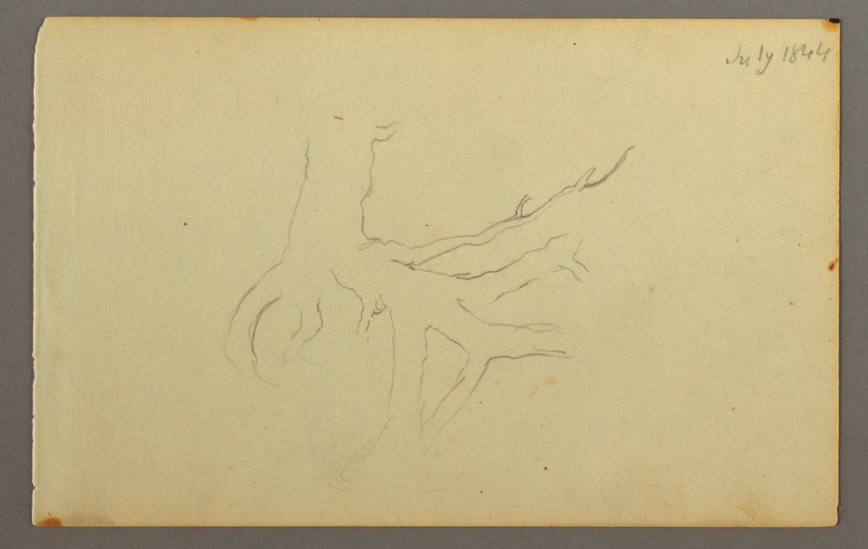 绘画，树根，1844 年 作者 弗雷德里克·埃德温·丘奇