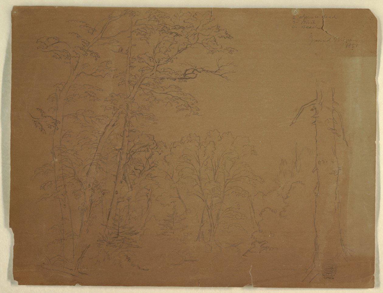 素描，树木，加拿大大马南岛，1851 年 作者 弗雷德里克·埃德温·丘奇