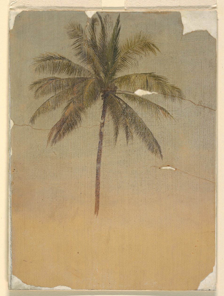 素描，棕榈树的树干和树顶，1865 年 作者 弗雷德里克·埃德温·丘奇