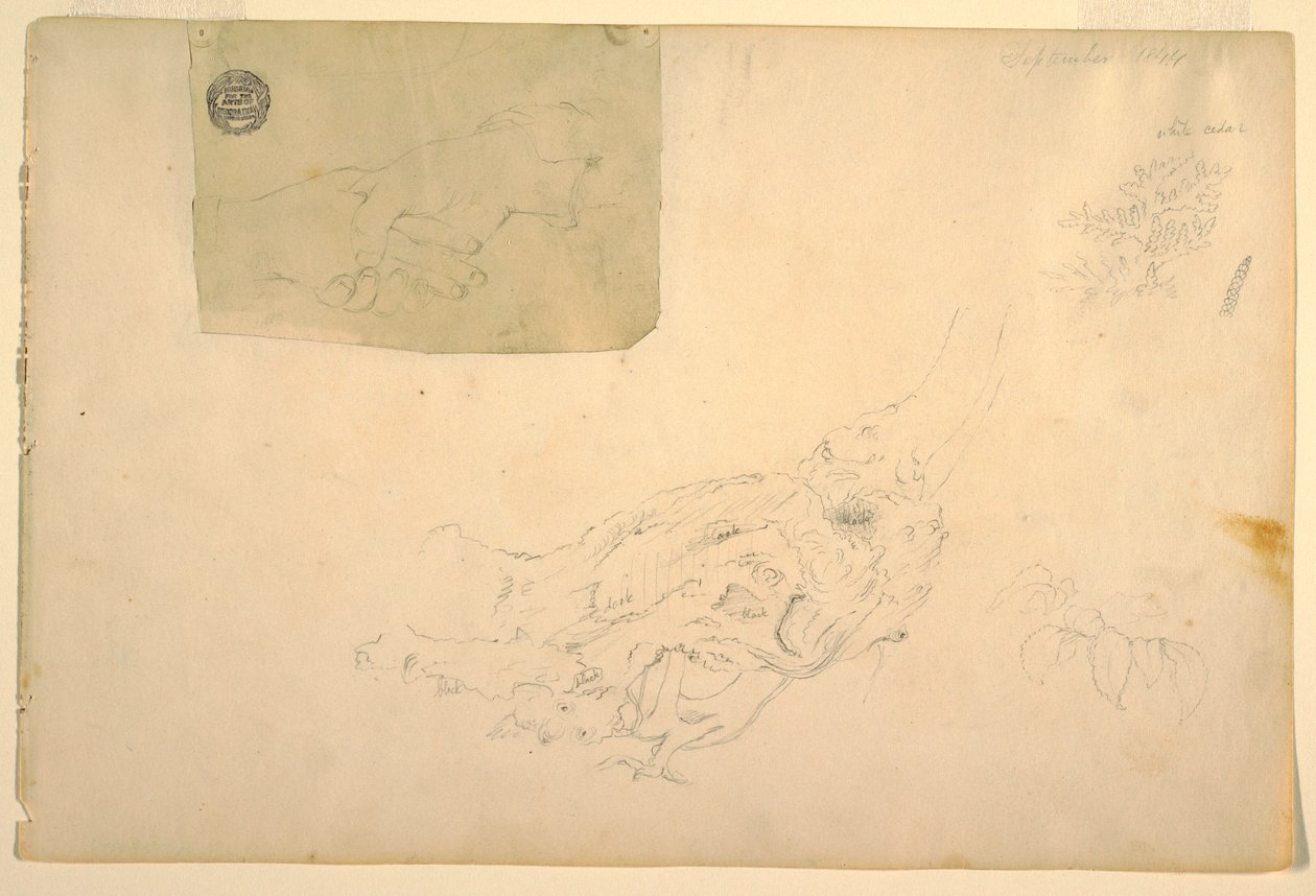素描，两只手在颤抖，参天大树的树根，1844 年 9 月 作者 弗雷德里克·埃德温·丘奇