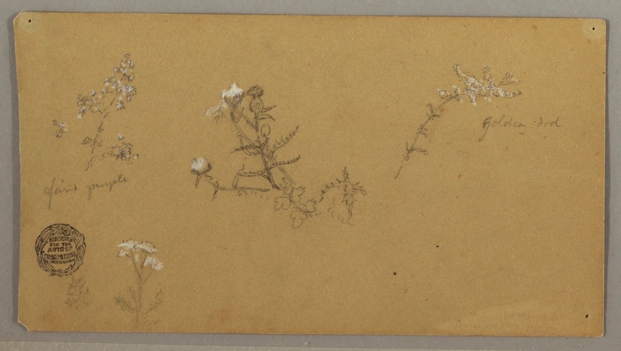开花植物 作者 弗雷德里克·埃德温·丘奇