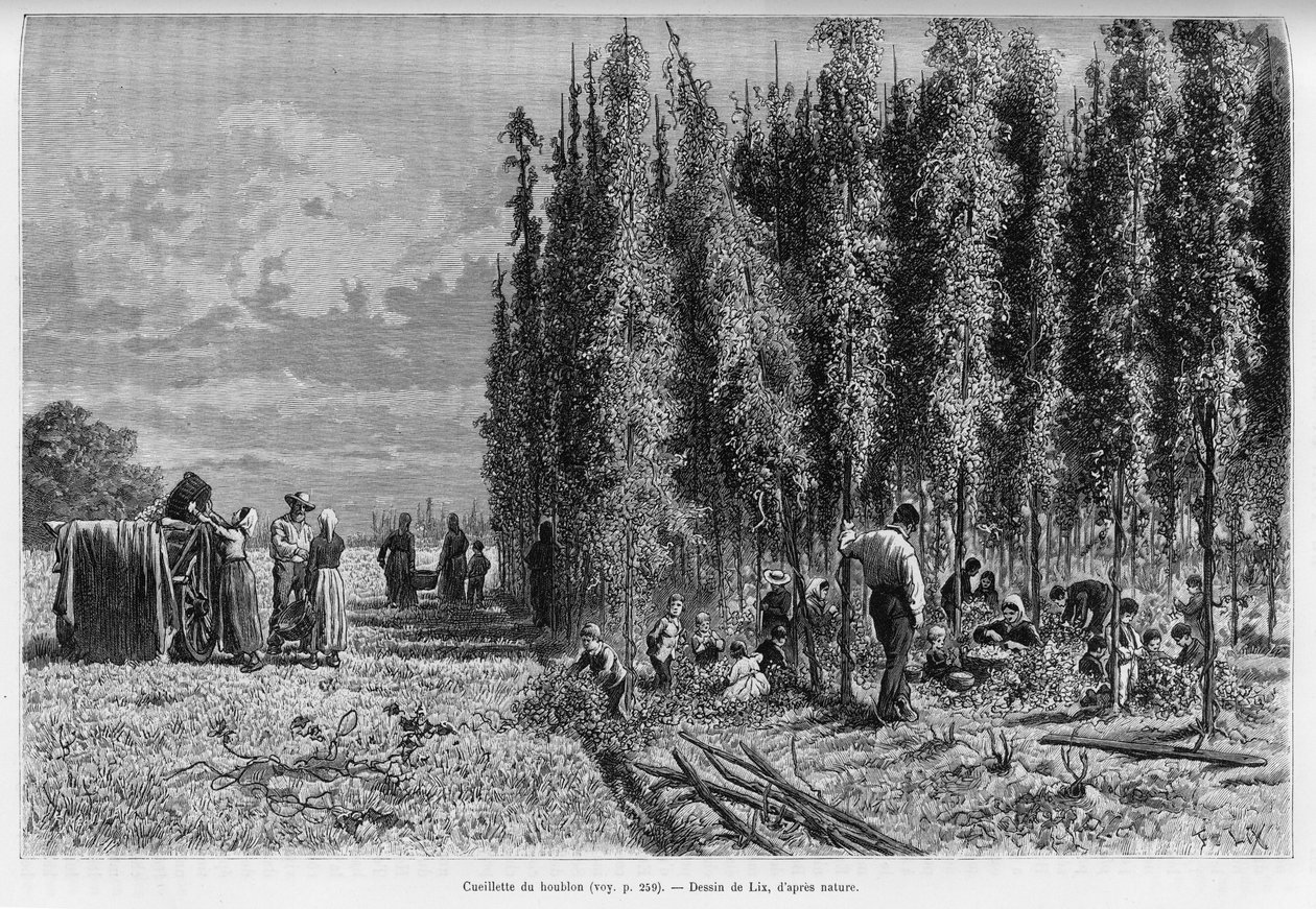 啤酒花采摘。 由 Lix 雕刻，以说明 1887 年，德国代表查尔斯·格拉德 (Charles Grad) 的故事《穿越阿尔萨斯和洛林》，在巴黎阿歇特 (Hachette) 的爱德华·查顿 (Edouard Charton)（1807-1890 年）执导的 1888 年世界巡回演出中。 作者 弗雷德里克·西奥多·利克斯