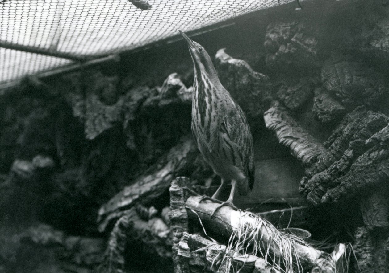 1922年6月伦敦动物园的一个卤水 作者 弗雷德里克·威廉·邦德