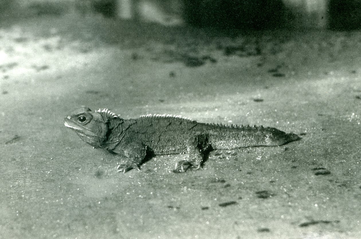 库克海峡，或伦敦动物园的北图塔拉，c.1923（bw photo） 作者 弗雷德里克·威廉·邦德