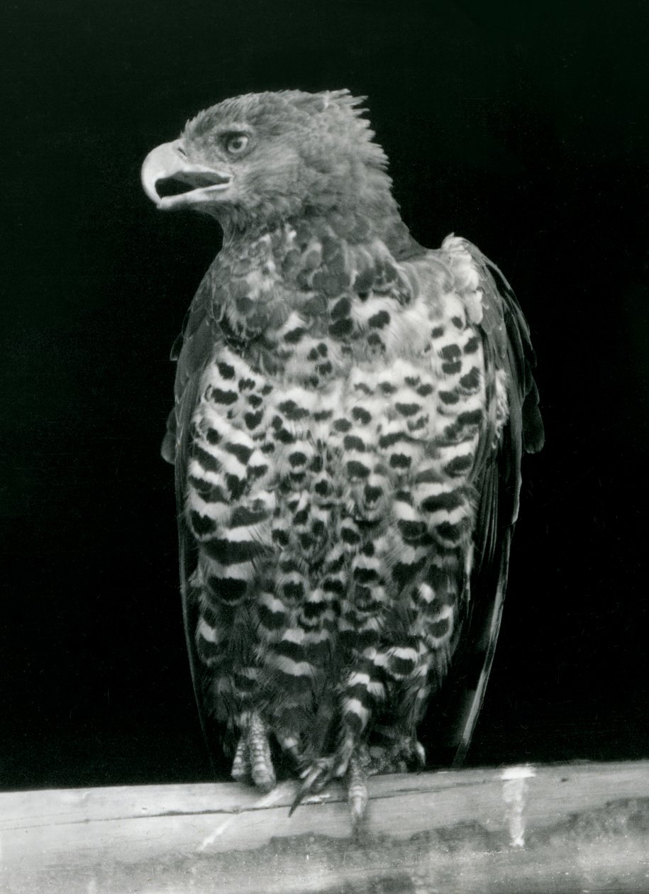 1923年11月，一只冠鹰栖息在伦敦动物园（bw photo） 作者 弗雷德里克·威廉·邦德