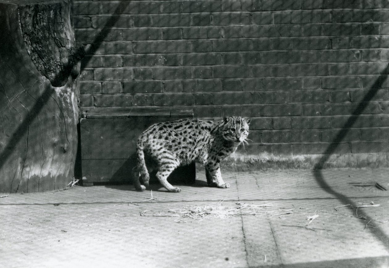 1921年7月在伦敦动物园钓鱼的猫 作者 弗雷德里克·威廉·邦德