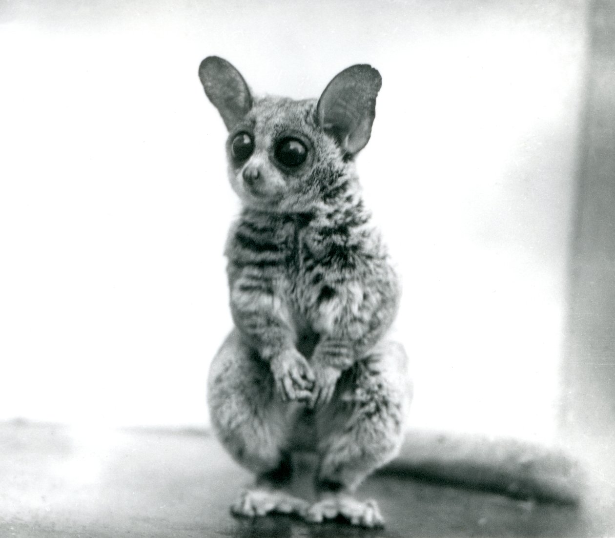 1913年9月12日，伦敦动物园的Galago moholi或Mohol bushbaby 作者 弗雷德里克·威廉·邦德