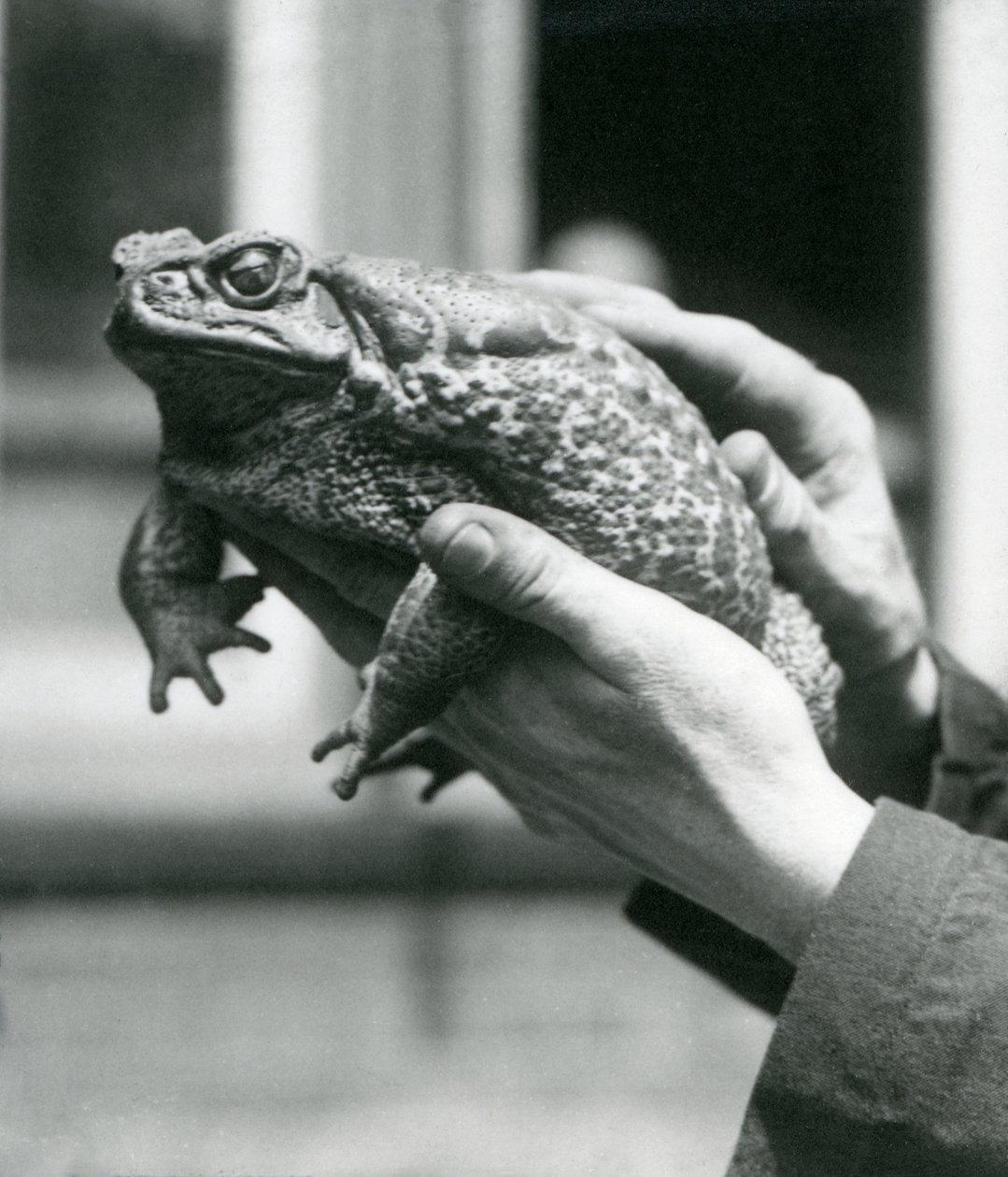 1923年8月在伦敦动物园举行的GiantCaneMarine Toad举行的守护者手中（bw照片） 作者 弗雷德里克·威廉·邦德