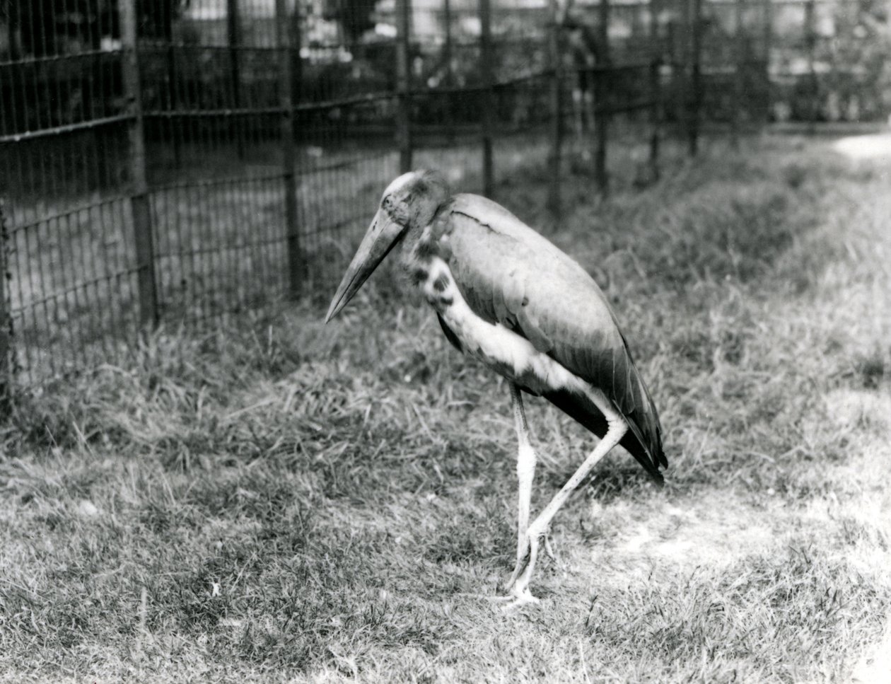 1923年9月，一名爪哇副官站在伦敦动物园（bw photo） 作者 弗雷德里克·威廉·邦德