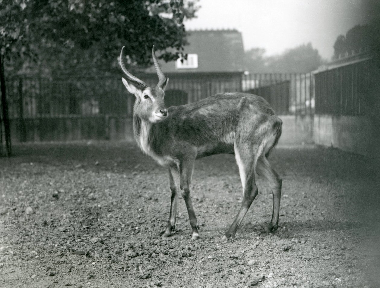 1921年9月伦敦动物园的Lechwe 作者 弗雷德里克·威廉·邦德