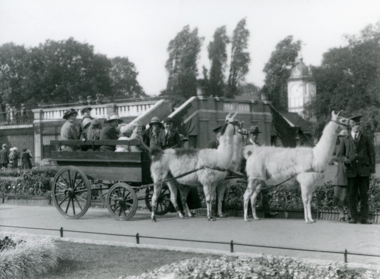 1923年8月，伦敦动物园的守护者领导三只骆驼游客的骆驼车（bw photo） 作者 弗雷德里克·威廉·邦德