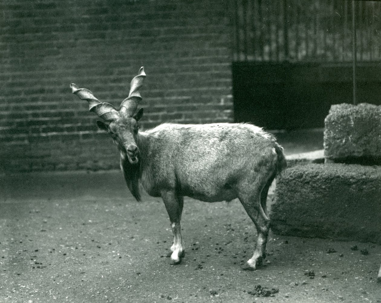 1914年6月在伦敦动物园的Markhor 作者 弗雷德里克·威廉·邦德