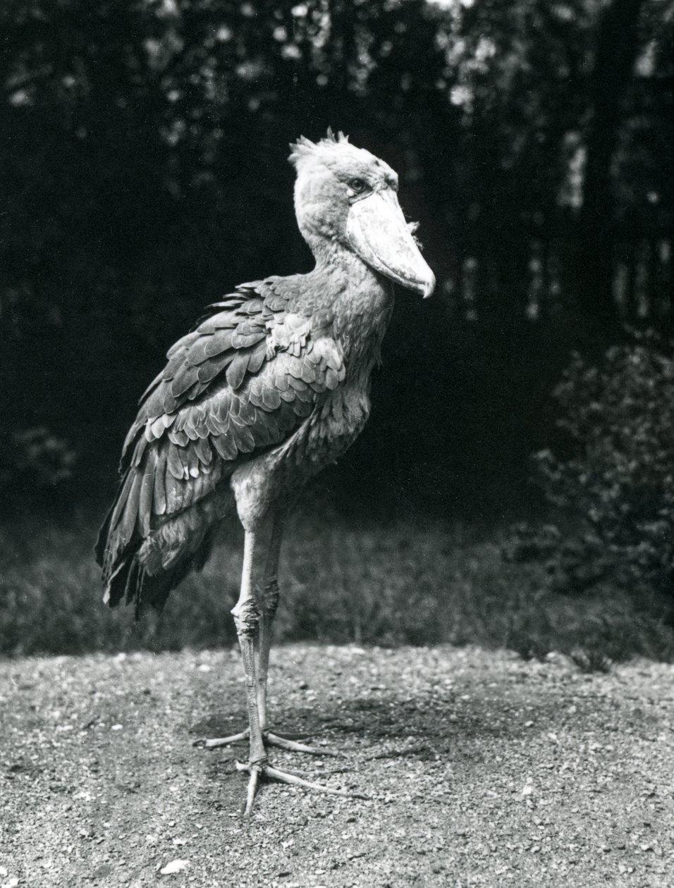 1914年6月伦敦动物园的一只Shoebill或鲸头鹳 作者 弗雷德里克·威廉·邦德
