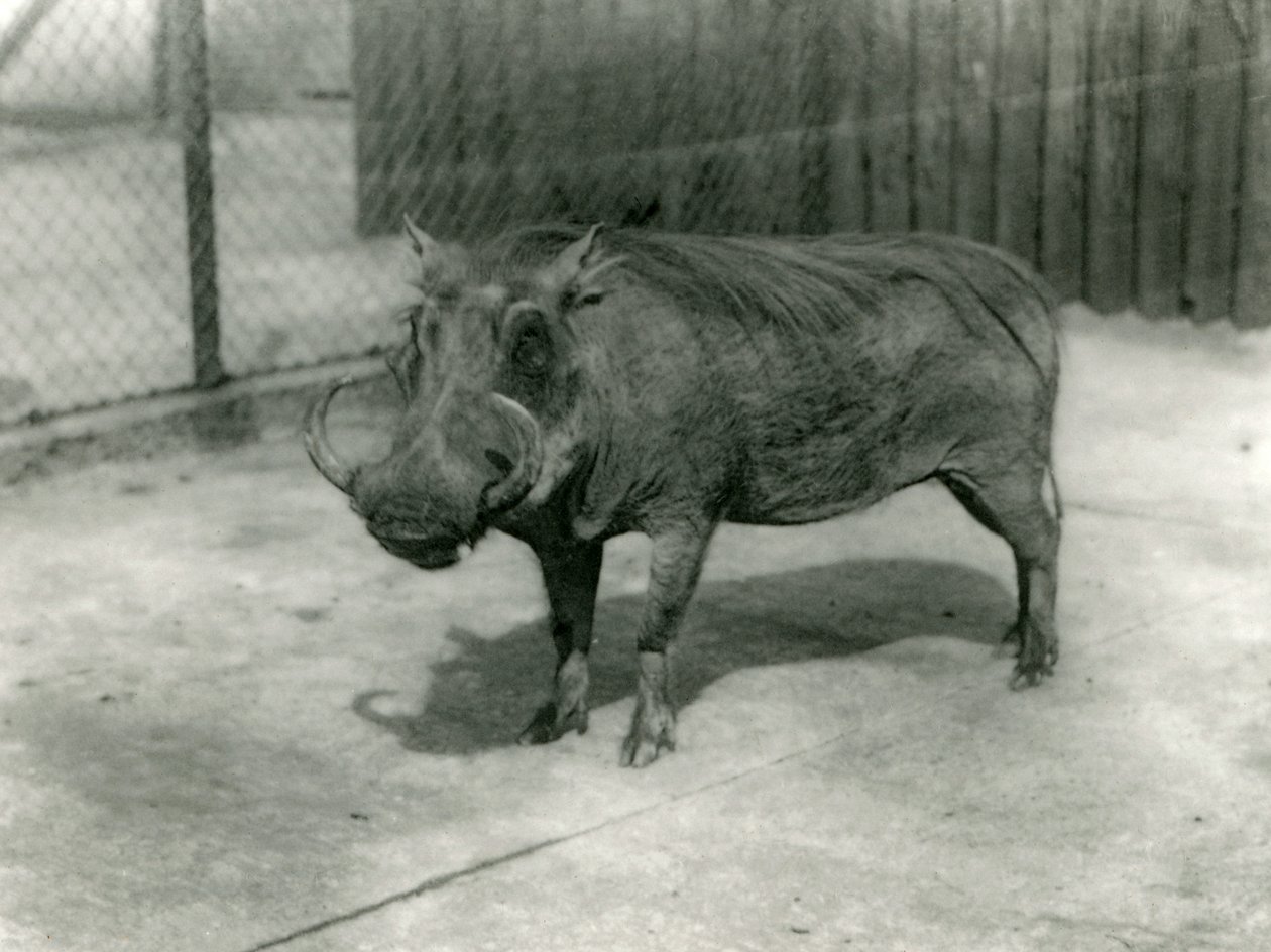 1923年，伦敦动物园Warthog（bw照片） 作者 弗雷德里克·威廉·邦德