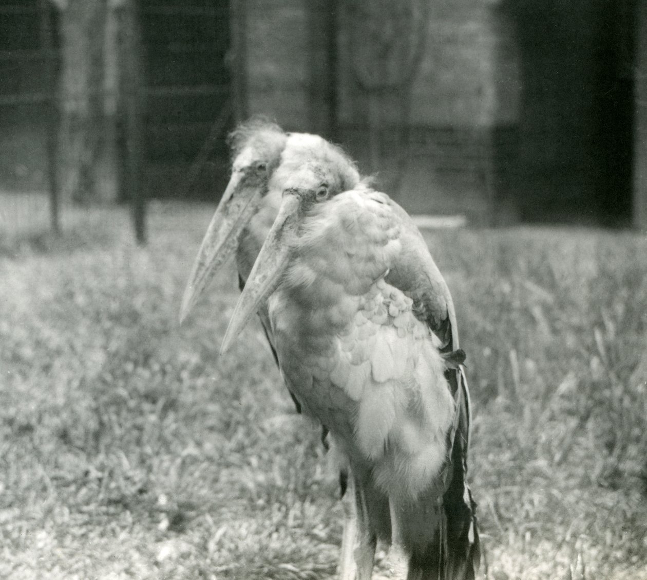 1923年9月伦敦动物园的一对大印第安人副官鹳（bw photo） 作者 弗雷德里克·威廉·邦德