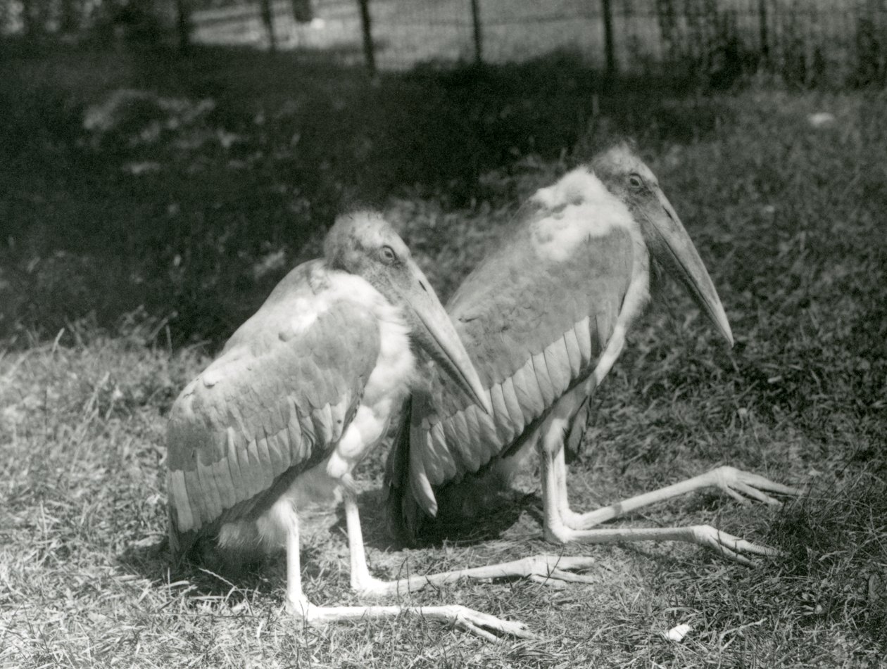 1923年9月坐在伦敦动物园的一对大印第安人副官鹳（bw photo） 作者 弗雷德里克·威廉·邦德