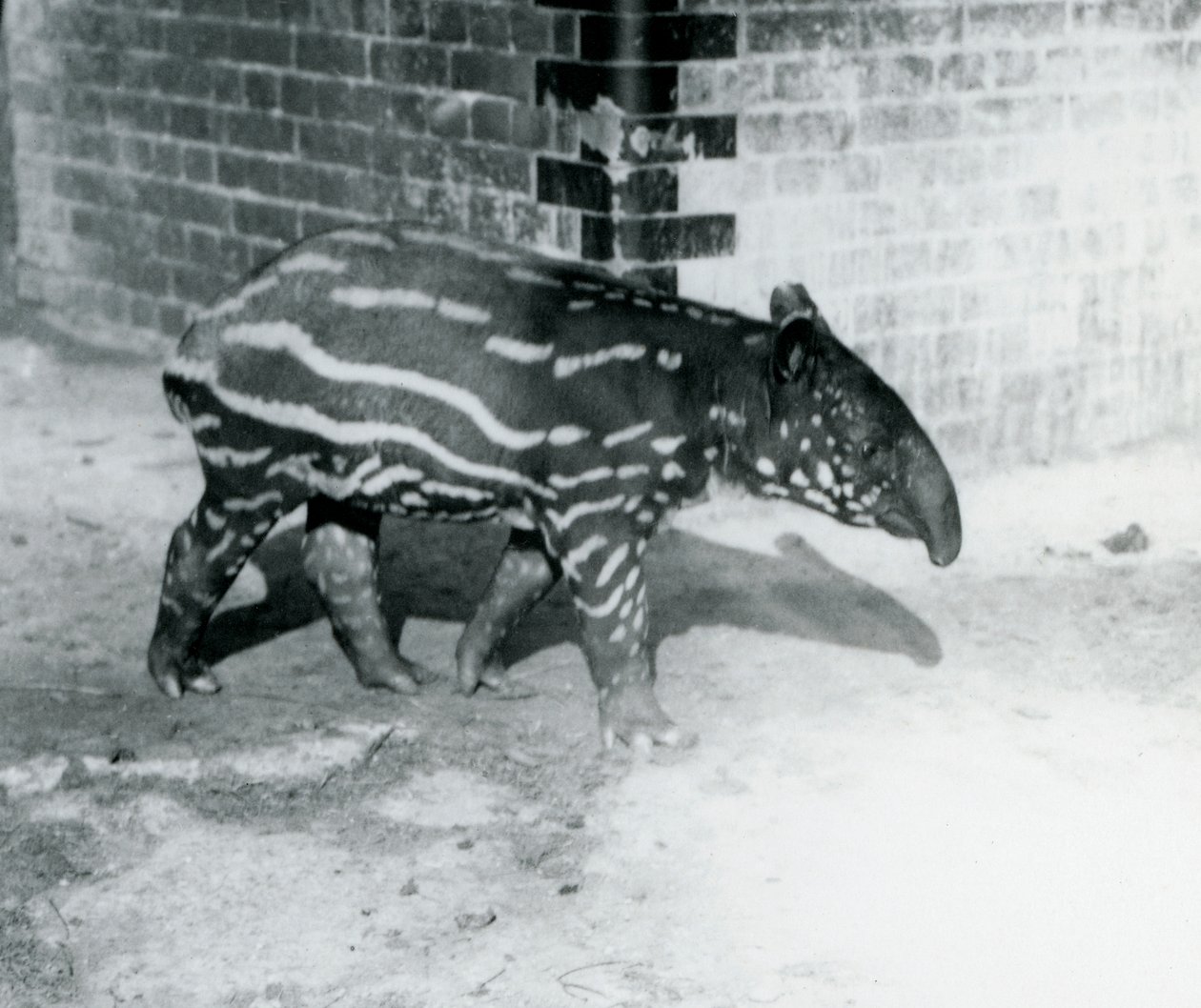 1921年10月5日在伦敦动物园的一位年轻的Malayan Tapir（bw照片） 作者 弗雷德里克·威廉·邦德