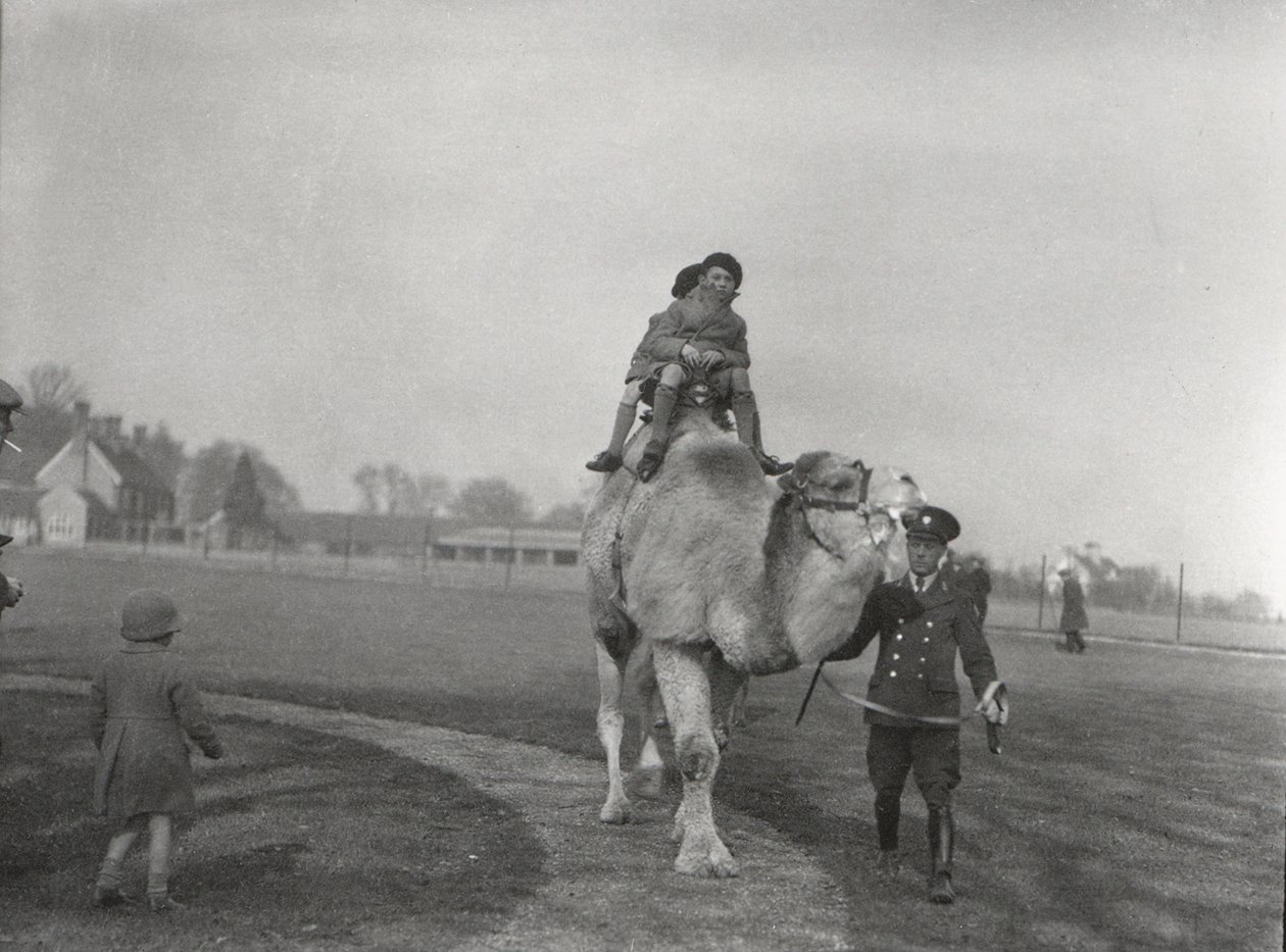 1932年3月，一只阿拉伯骆驼带着一对孩子乘坐ZSL Whipsnade 作者 弗雷德里克·威廉·邦德