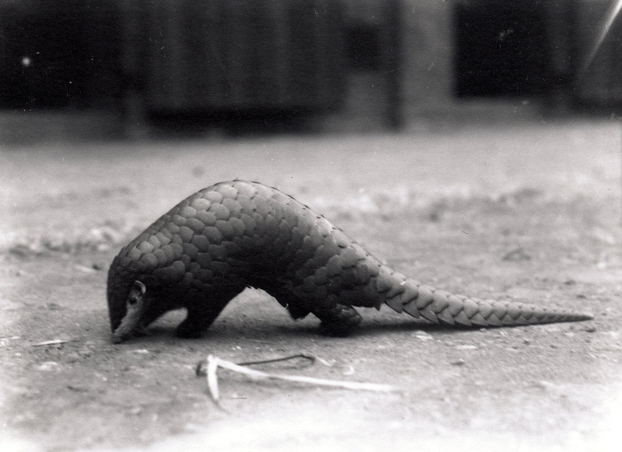 中国穿山甲，1925年7月 作者 弗雷德里克·威廉·邦德