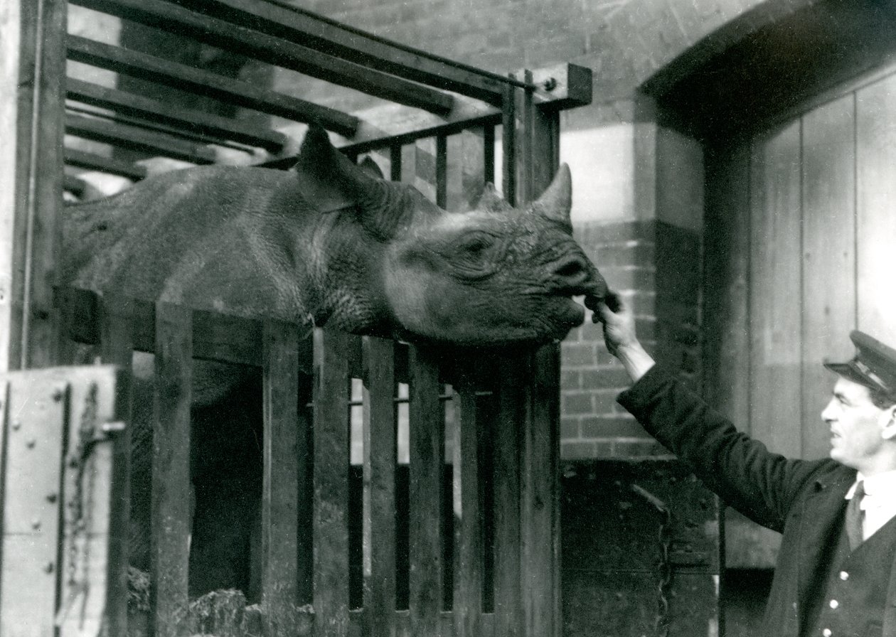 伊丽莎是一只黑犀牛，她在1923年抵达伦敦动物园时从她的守护者的手中取食（bw photo） 作者 弗雷德里克·威廉·邦德