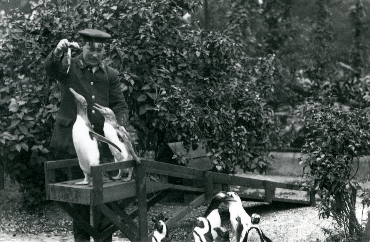 Gentoo Penguins，在他们的跳水板上，由守门员Albert White喂鱼，而黑脚企鹅看，伦敦动物园，1914年 作者 弗雷德里克·威廉·邦德